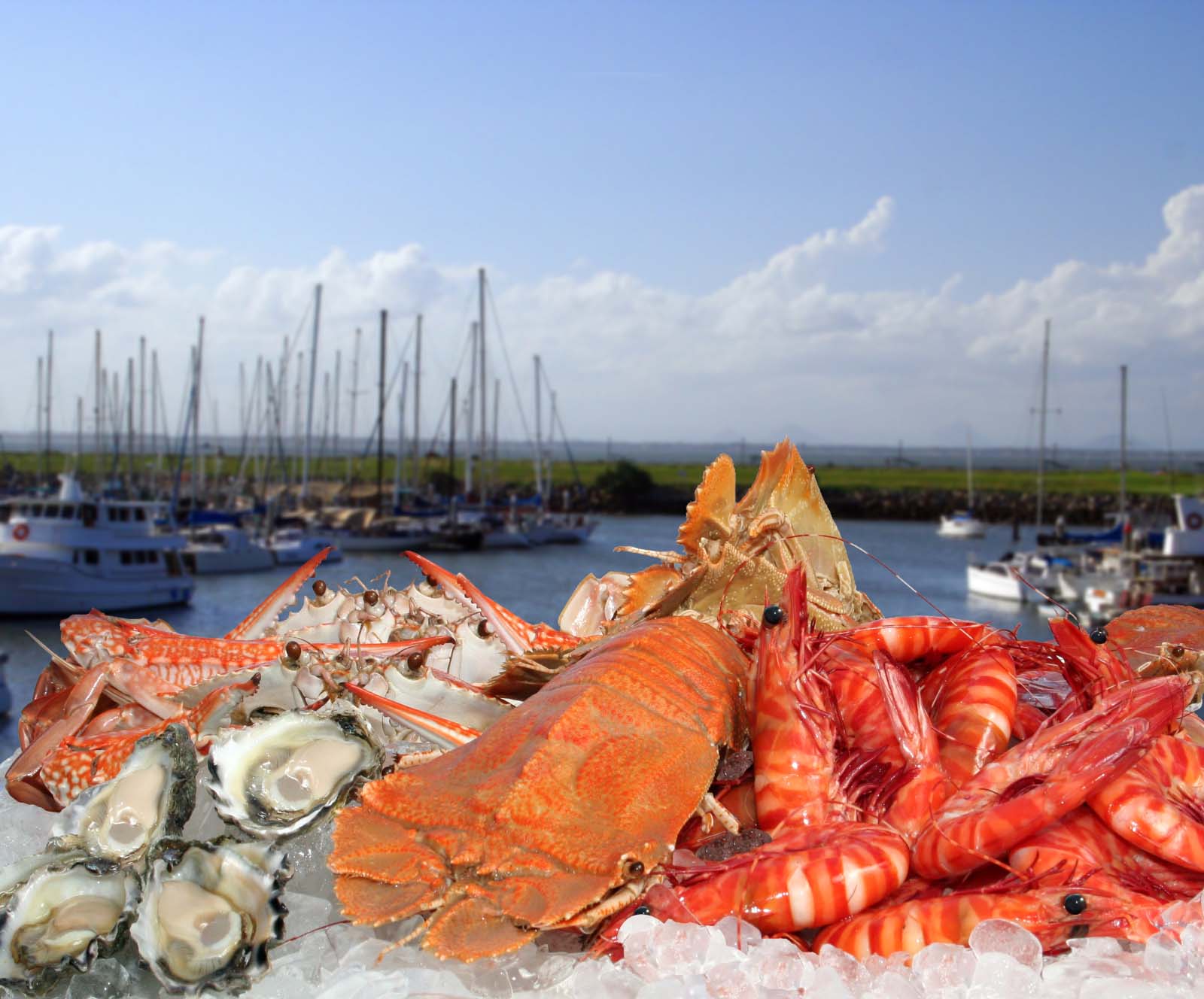 Morgans Seafood Redcliffe | 15 cool family fun adventures