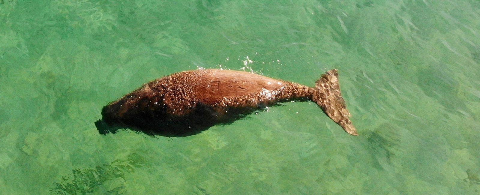 A dugong swimming in crystal clear waters, as seen from above.