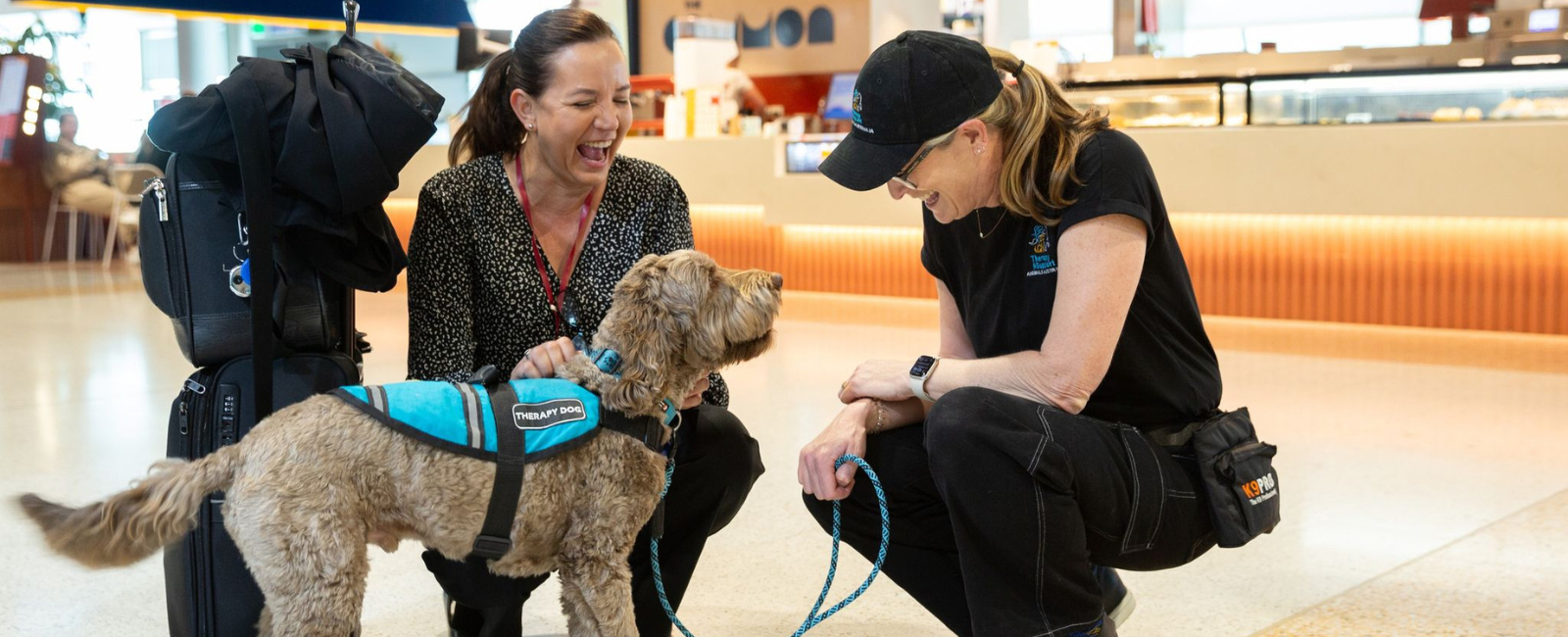 Brisbane Airport Therapy Dogs